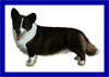 Click here for more detailed Cardigan Welsh Corgi breed information and available puppies, studs dogs, clubs and forums